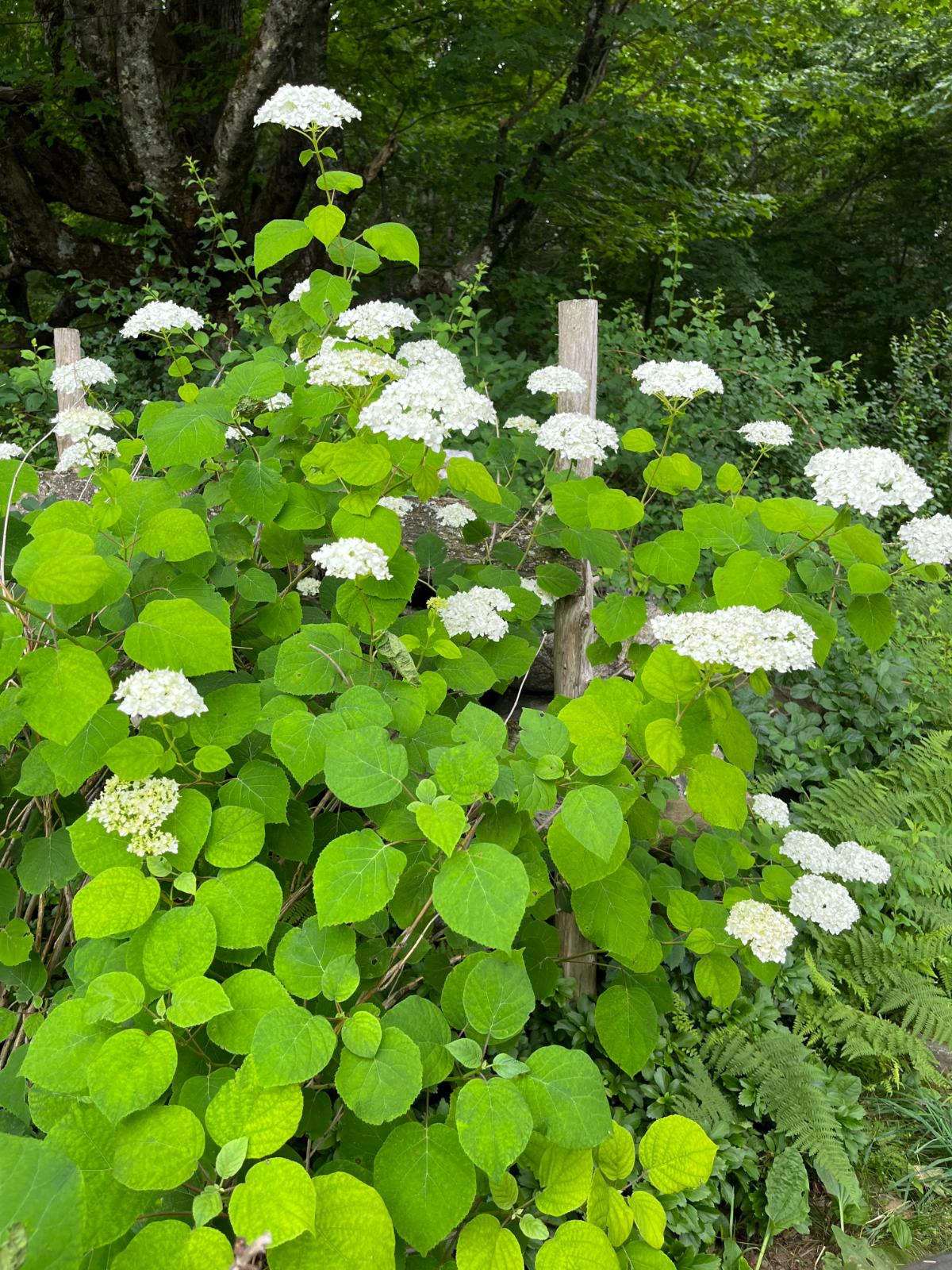 A hydrangea thriving in filtered shade