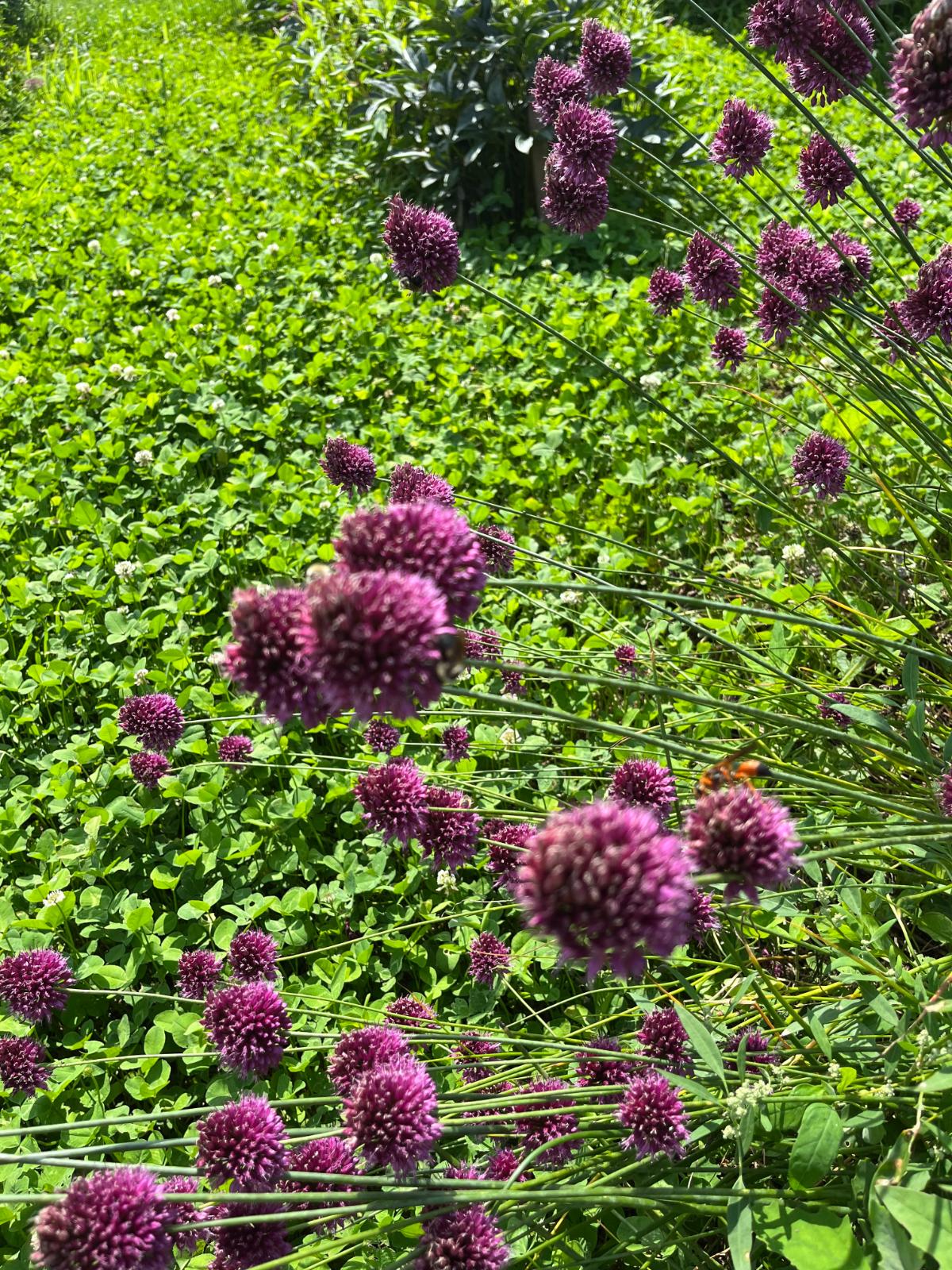 Chives thriving in the right soil