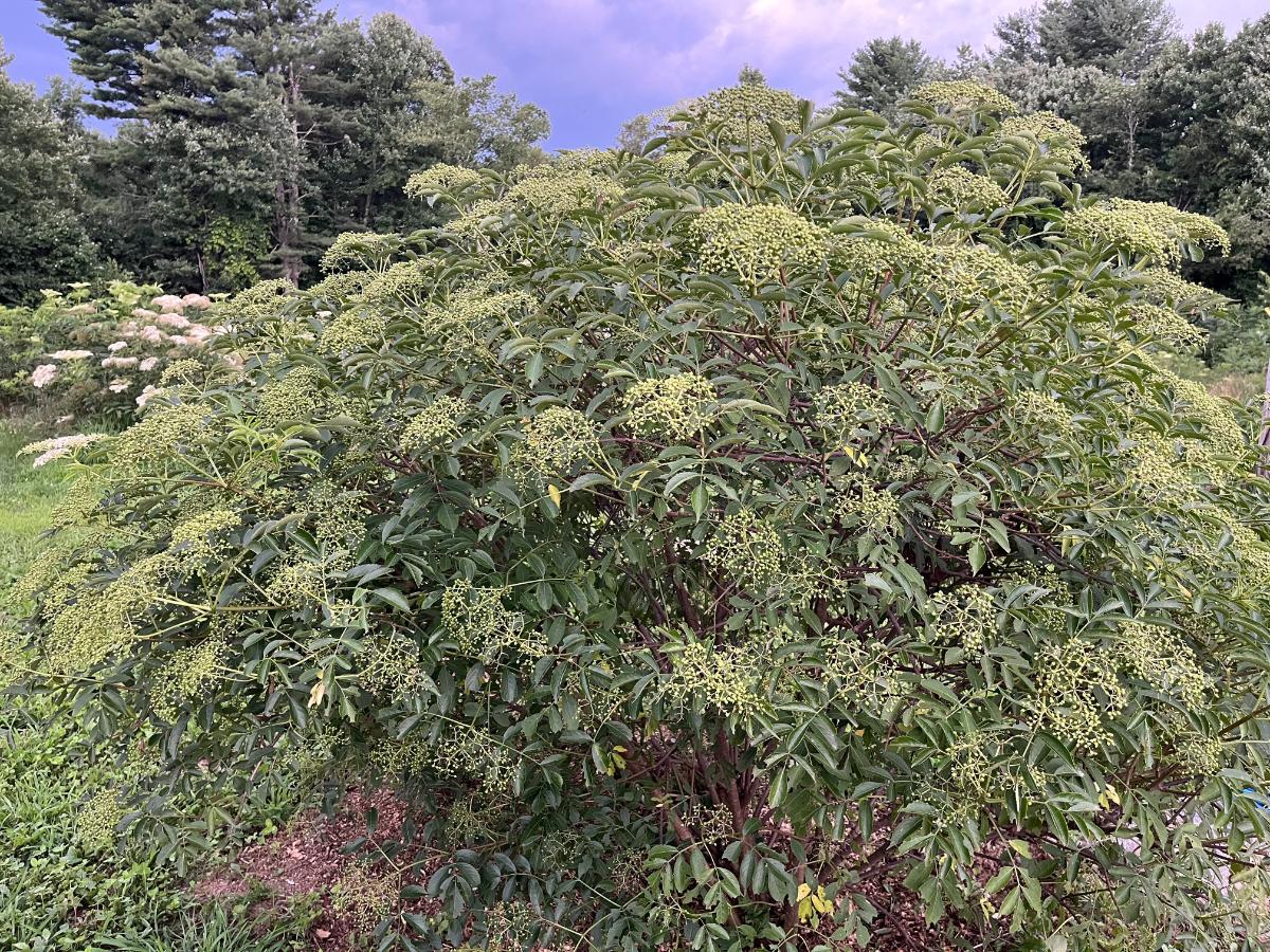 A thriving elderberry bush in good soil