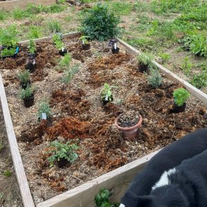 Potted perennials ready to be planted in a raised garden bed.