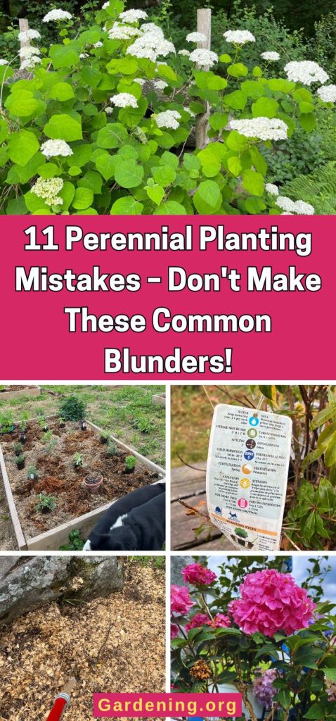 11 Perennial Planting Mistakes – Don't Make These Common Blunders! pinterest image.