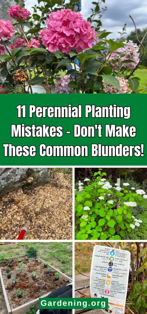 11 Perennial Planting Mistakes – Don't Make These Common Blunders! pinterest image.