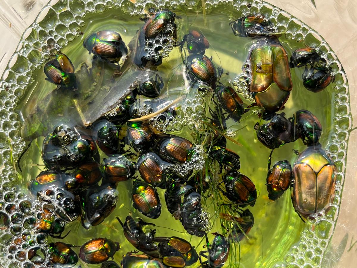 Japanese beetles killed in soap and water