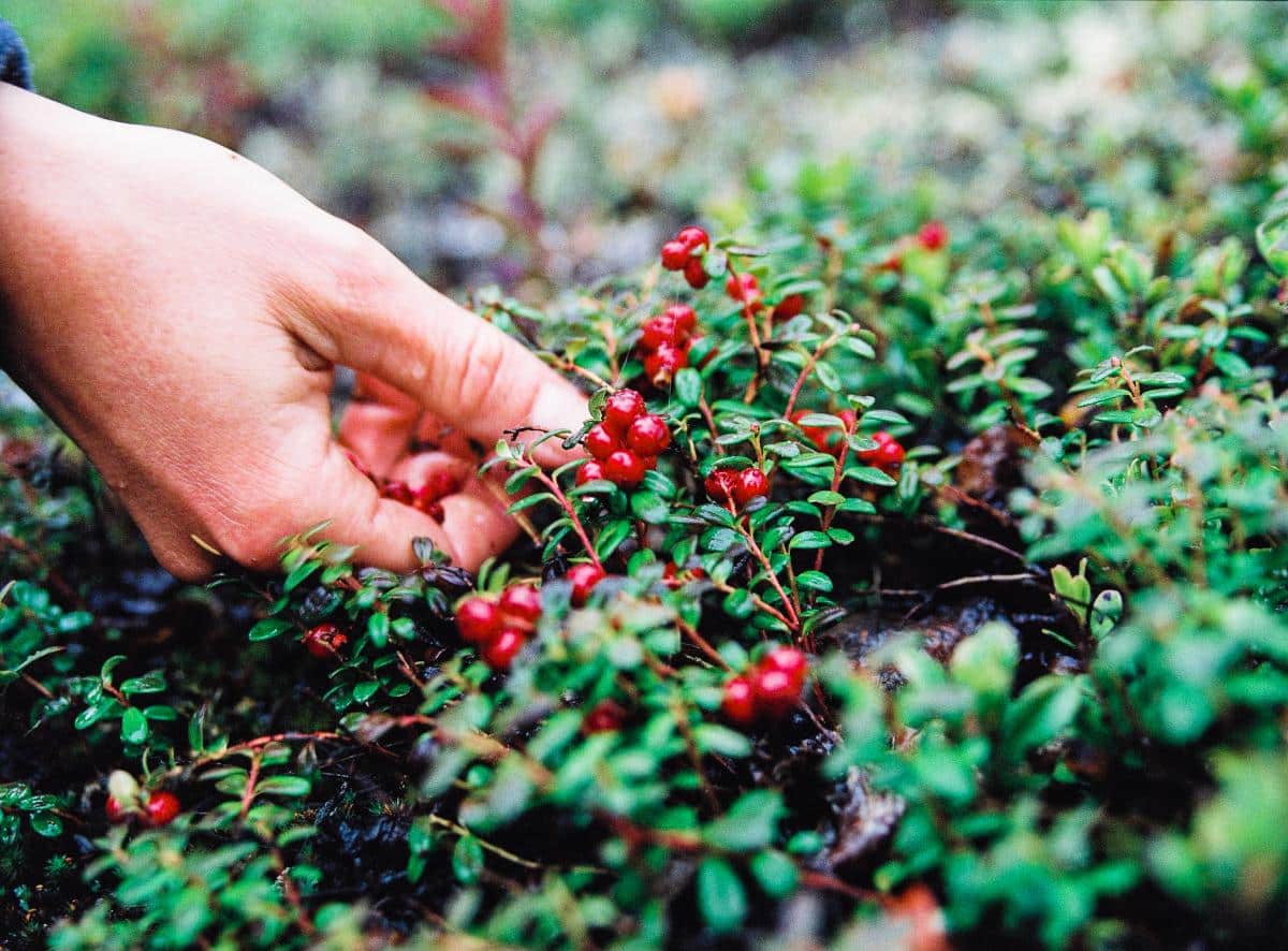 Lingonberries edible landscape shrub