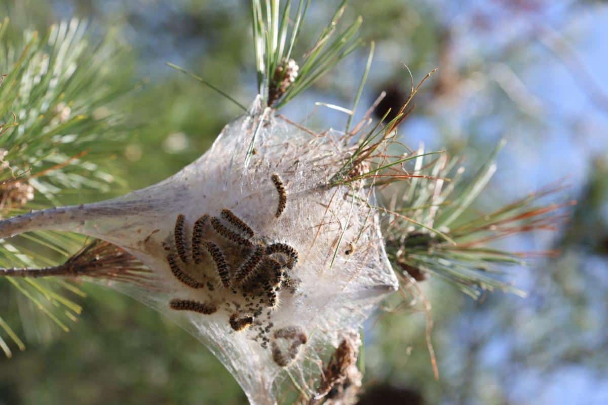 Tent caterpillars in a tree