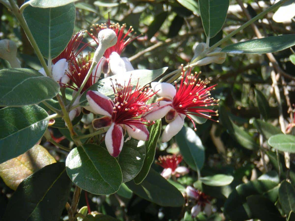 pineapple guava edible landscape shrub