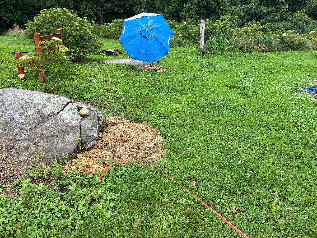 New summer planted perennial with mulch