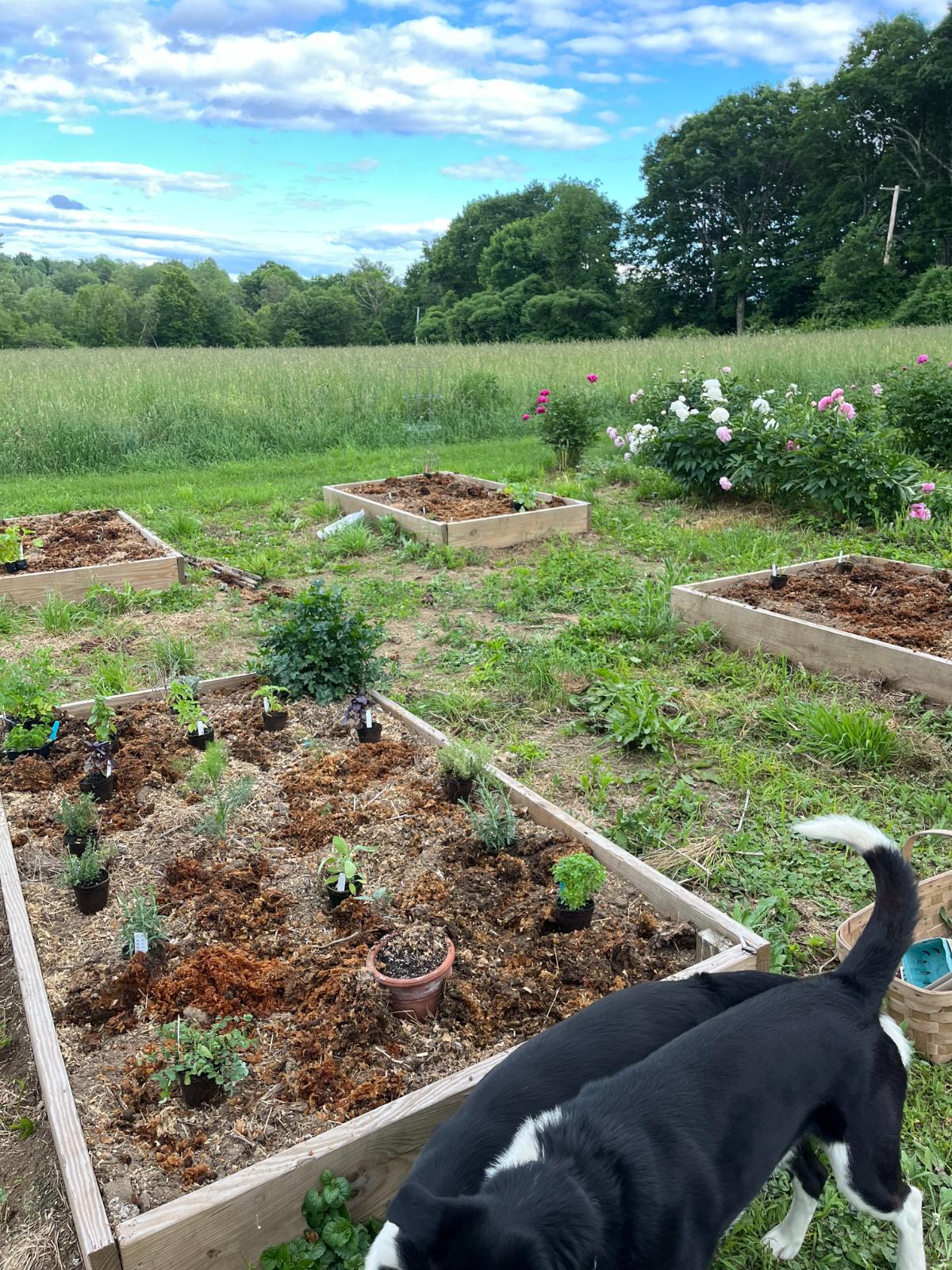 Perennials outlining raised garden beds