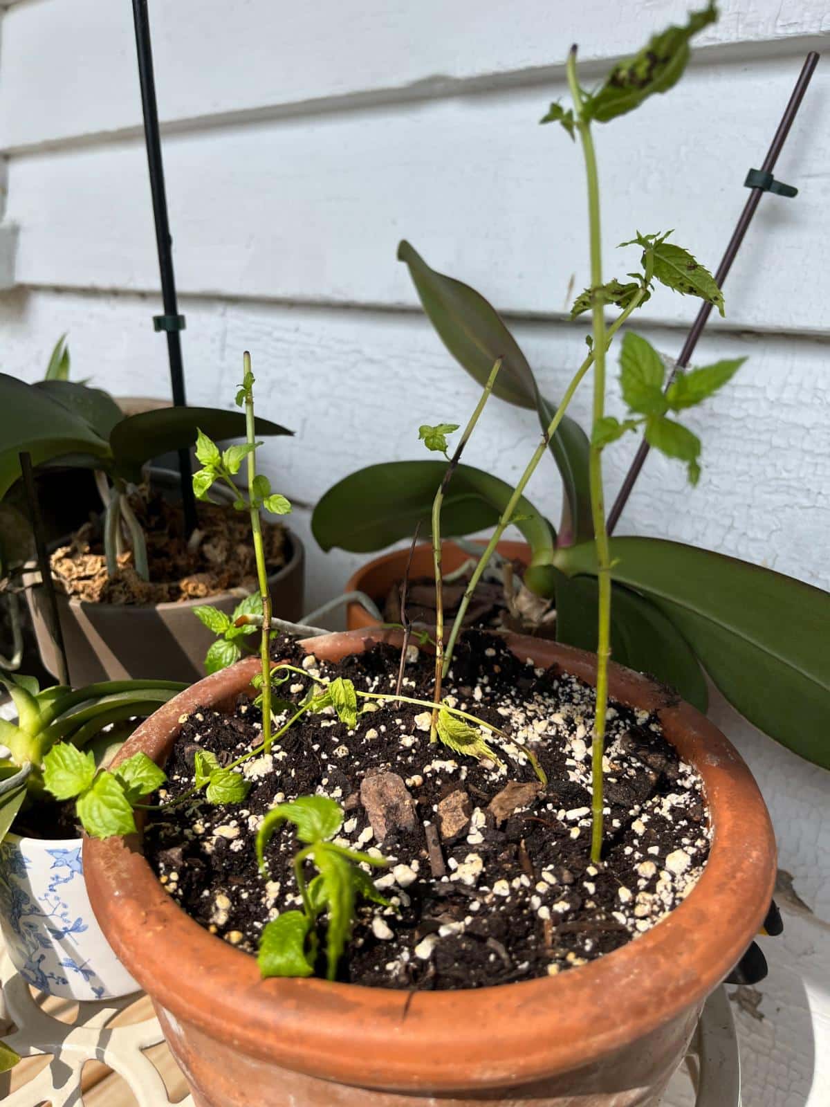 A potted perennial in need of mulching