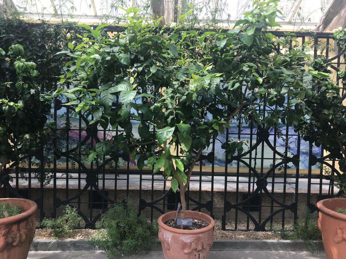 Potted perennials in shade