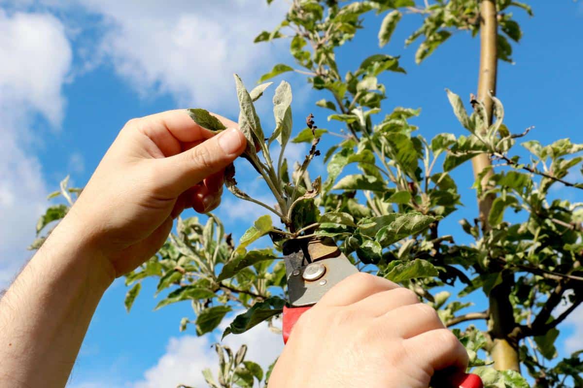 Cutting off diseased plant branches