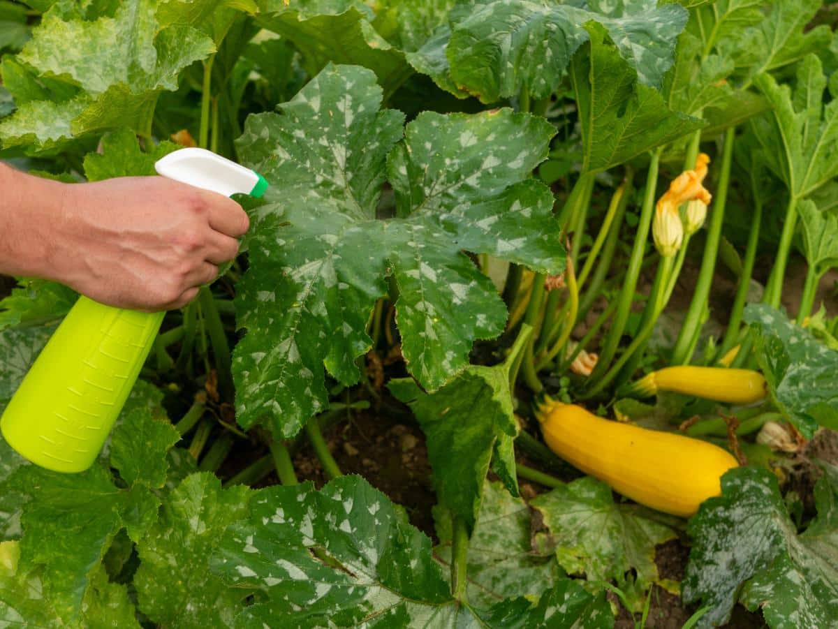 Spraying the top and bottom of squash leaves with insecticidal soap