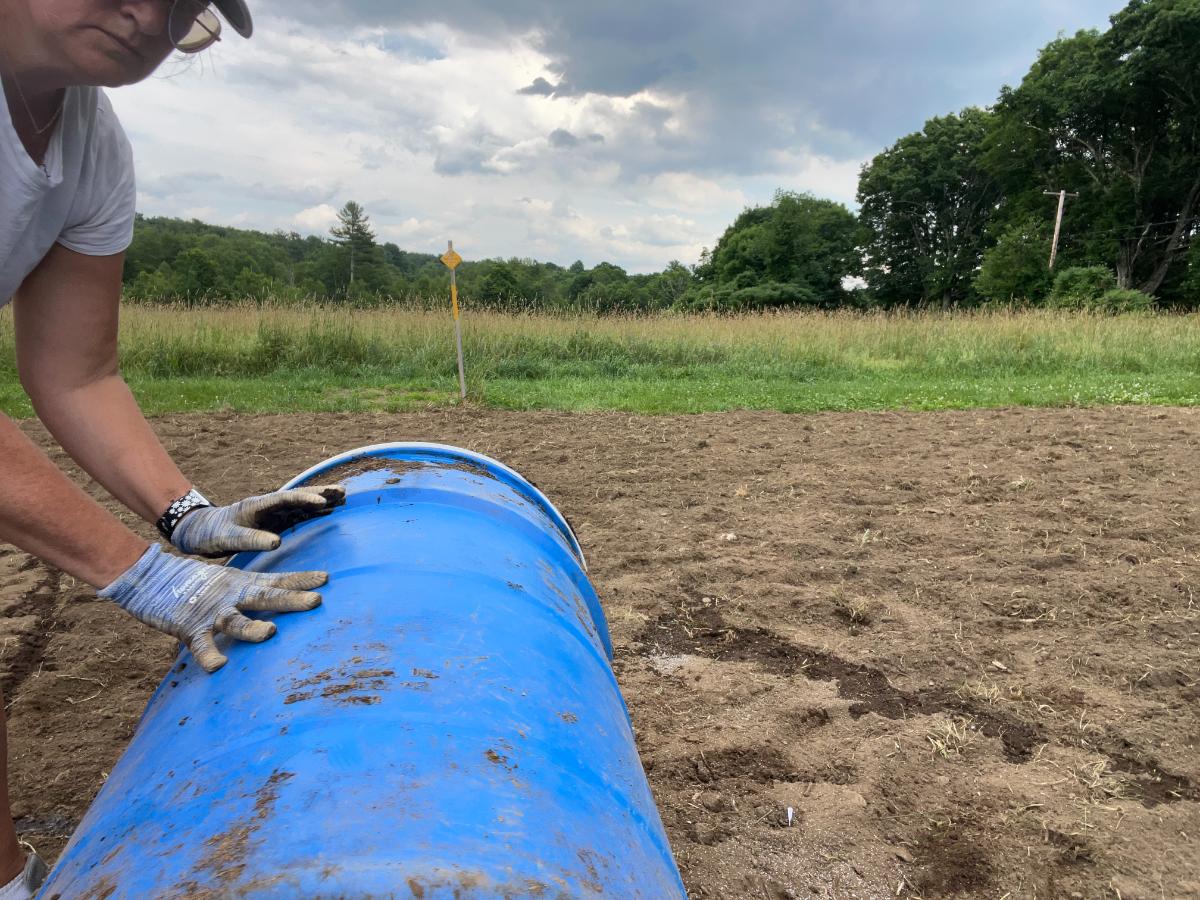 Rolling over a patch spread with wildflower seed