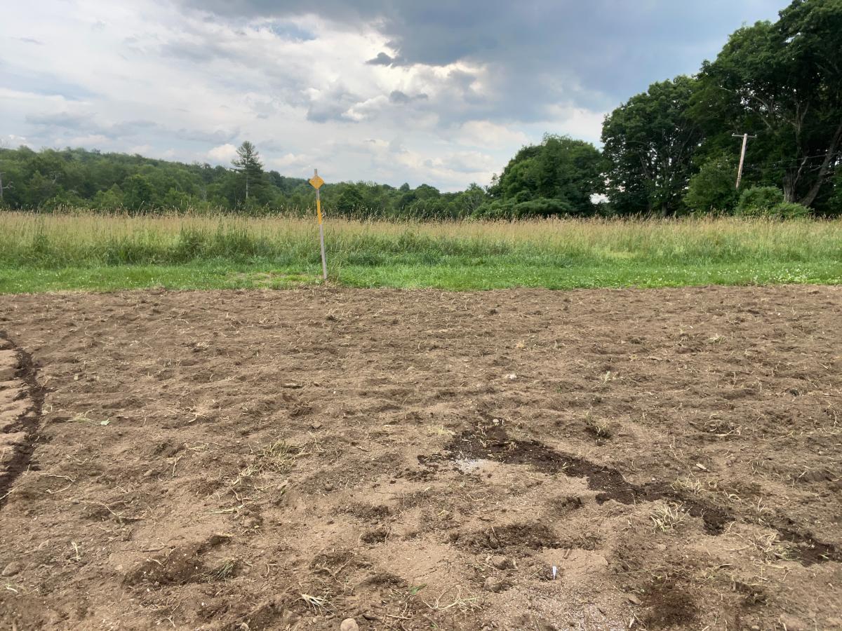 A planted patch of wildflower seeds