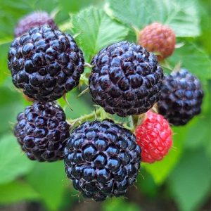 Ripe black raspberries.