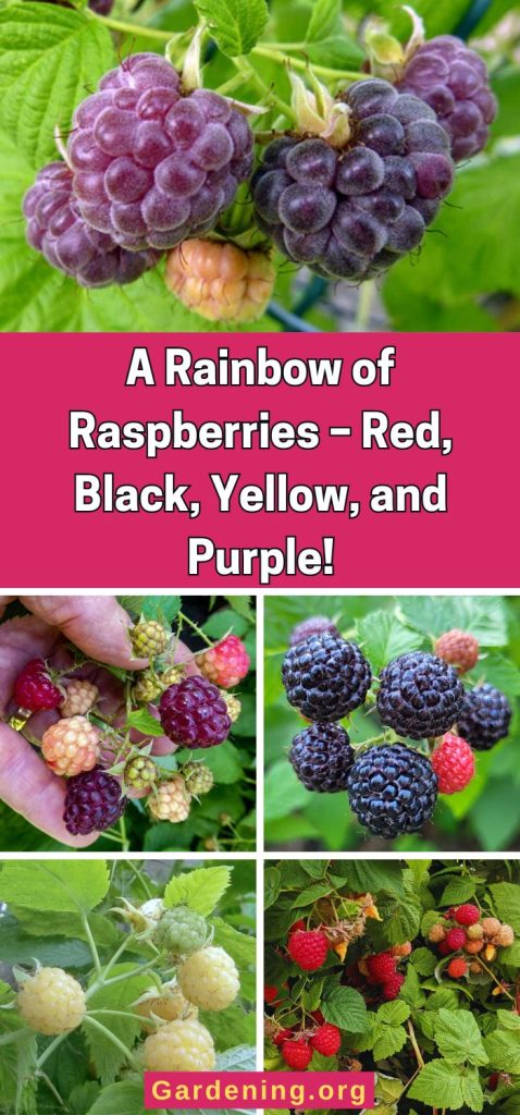 A Rainbow of Raspberries – Red, Black, Yellow, and Purple! pinterest image.