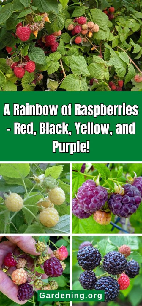 A Rainbow of Raspberries – Red, Black, Yellow, and Purple! pinterest image.