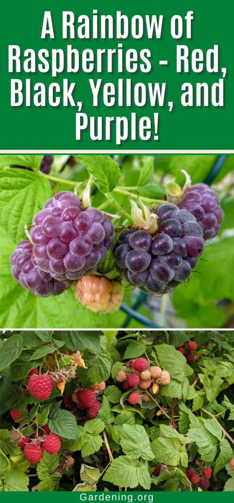 A Rainbow of Raspberries – Red, Black, Yellow, and Purple! pinterest image.