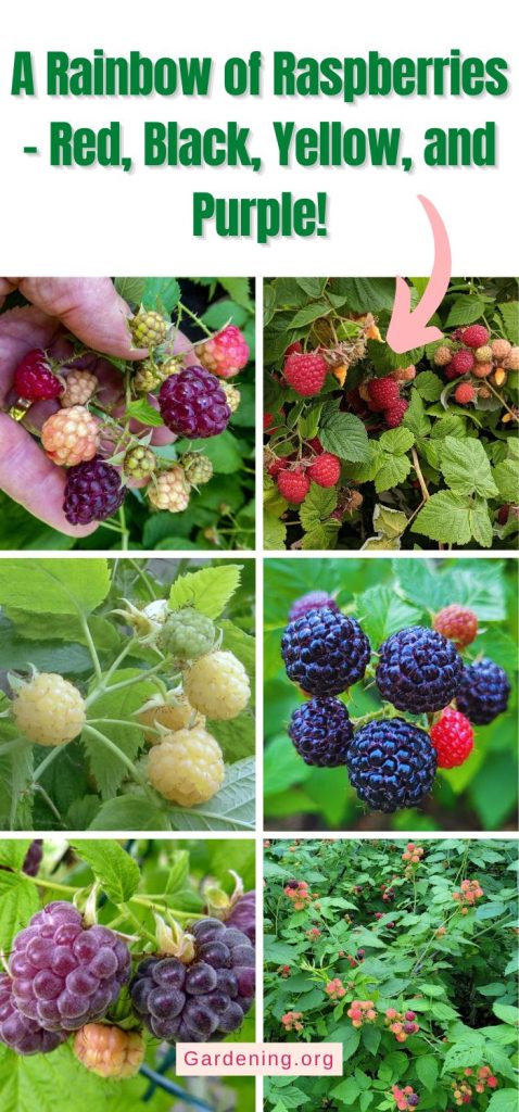 A Rainbow of Raspberries – Red, Black, Yellow, and Purple! pinterest image.