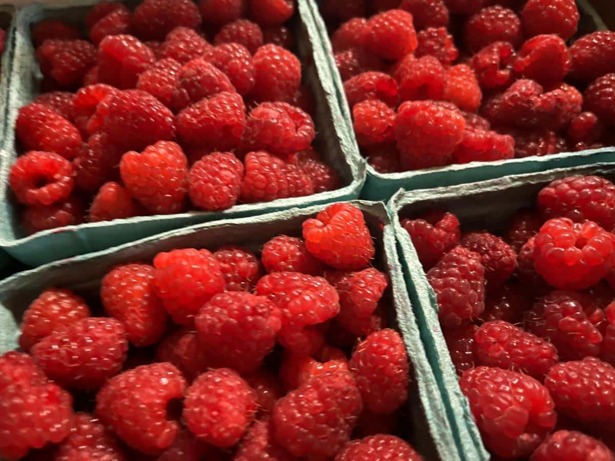 Fresh picked summer raspberries