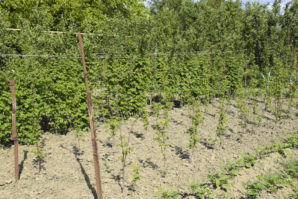 Trellised raspberry bushes