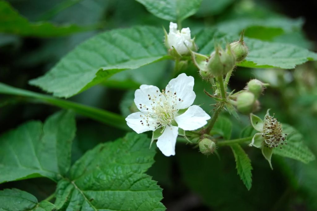 Wild Golden Raspberry Golden Raspberries: The Tastiest Raspberries You’ve Never Heard Of ...