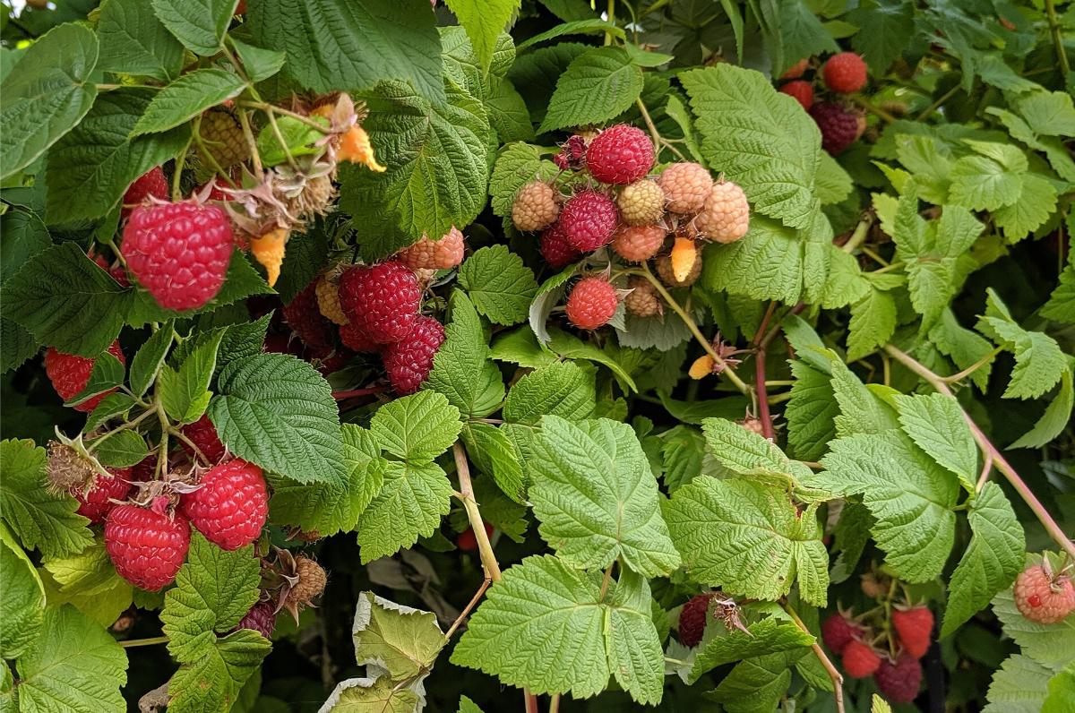 Traditional red raspberries