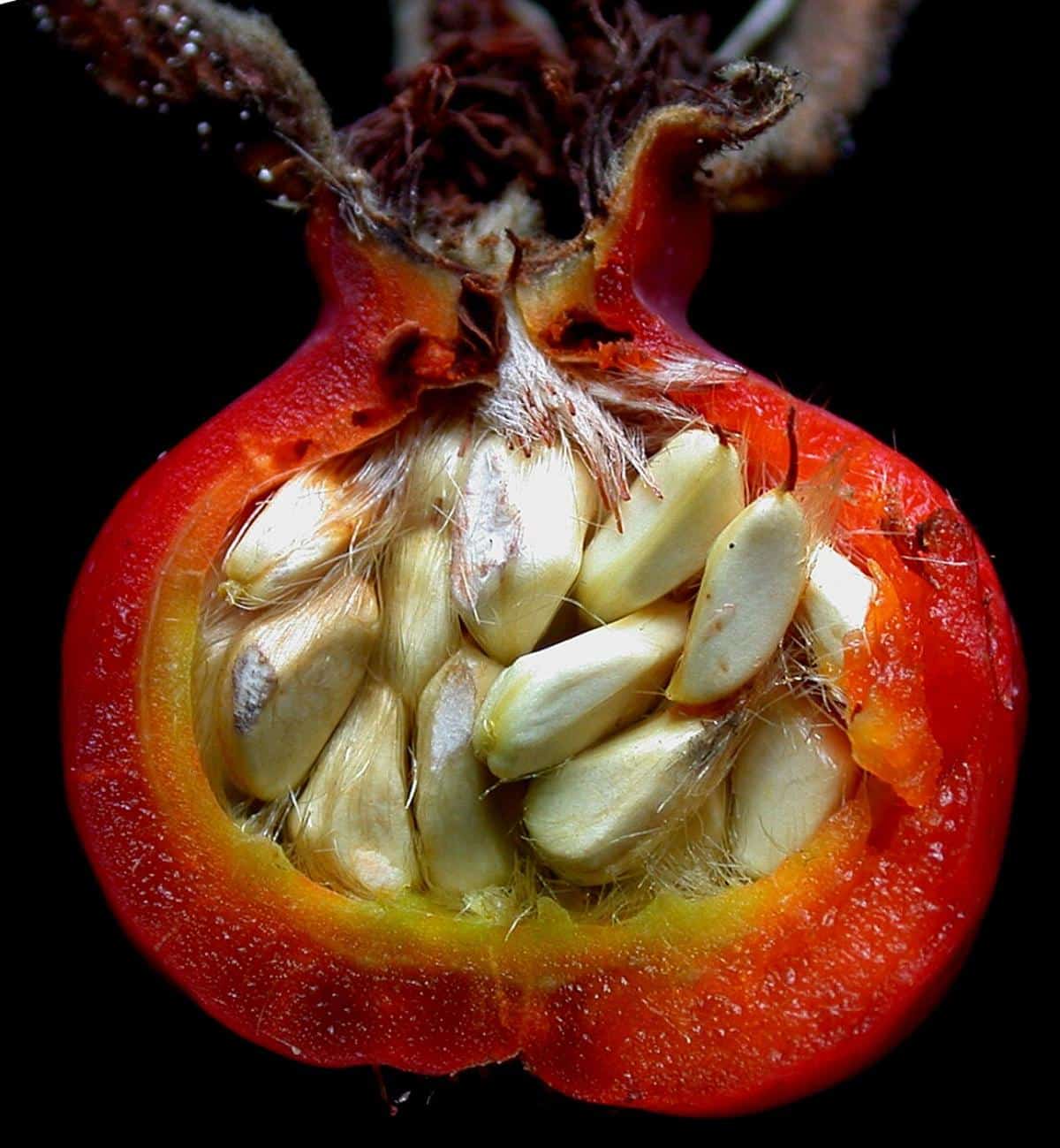 Inside of rose hips