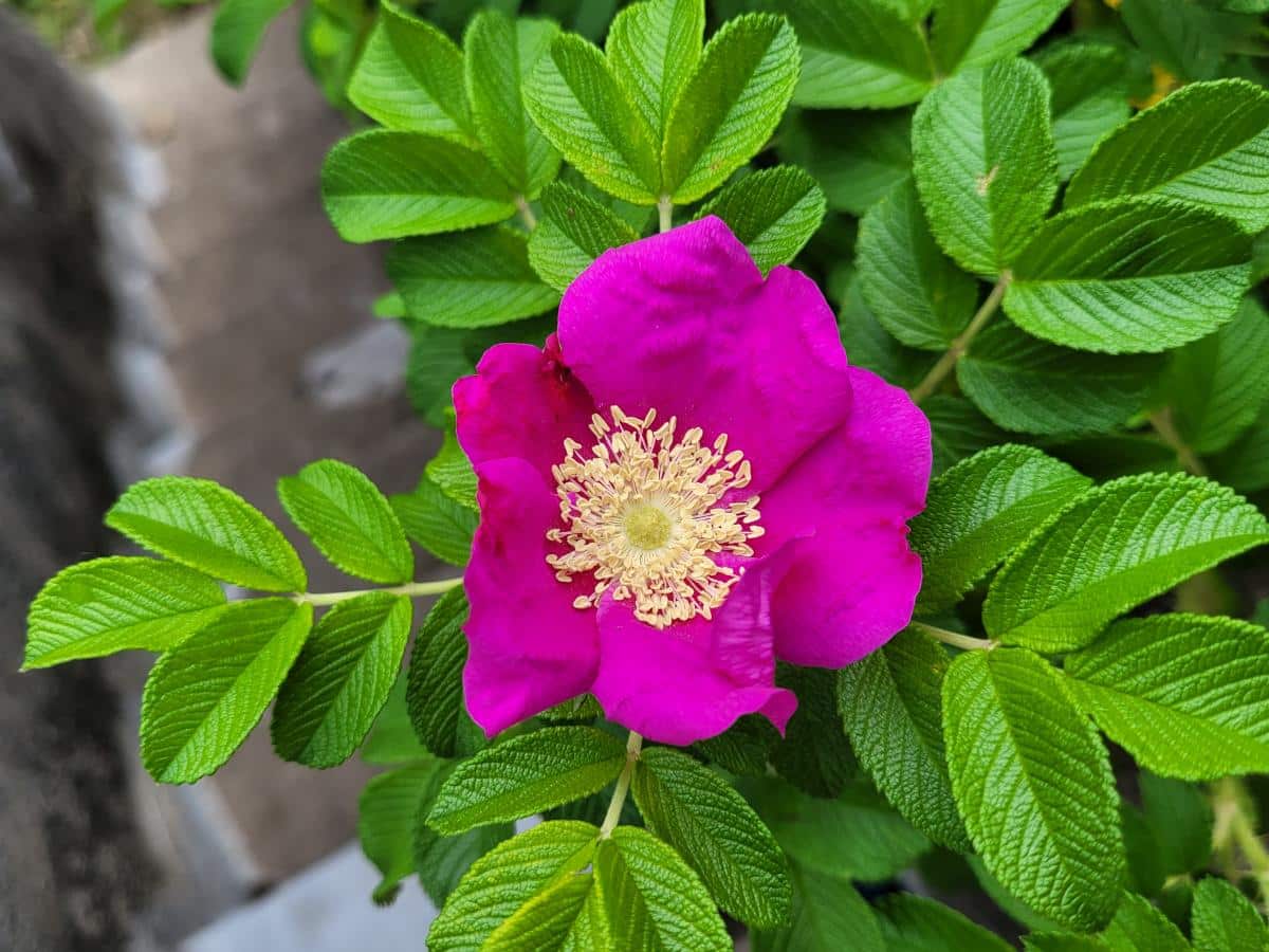 Rugosa rose for edible landscaping