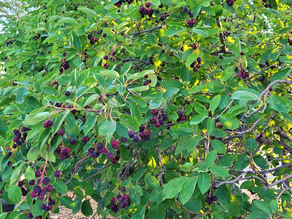 Serviceberry bush for edible landscaping