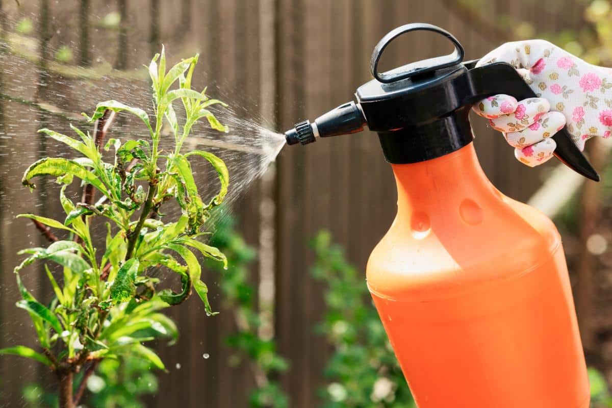 Spraying insecticidal soap on a garden plant