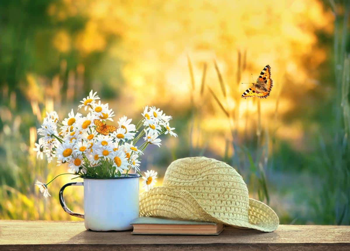 A cupful of daisies next to a book in the garden.