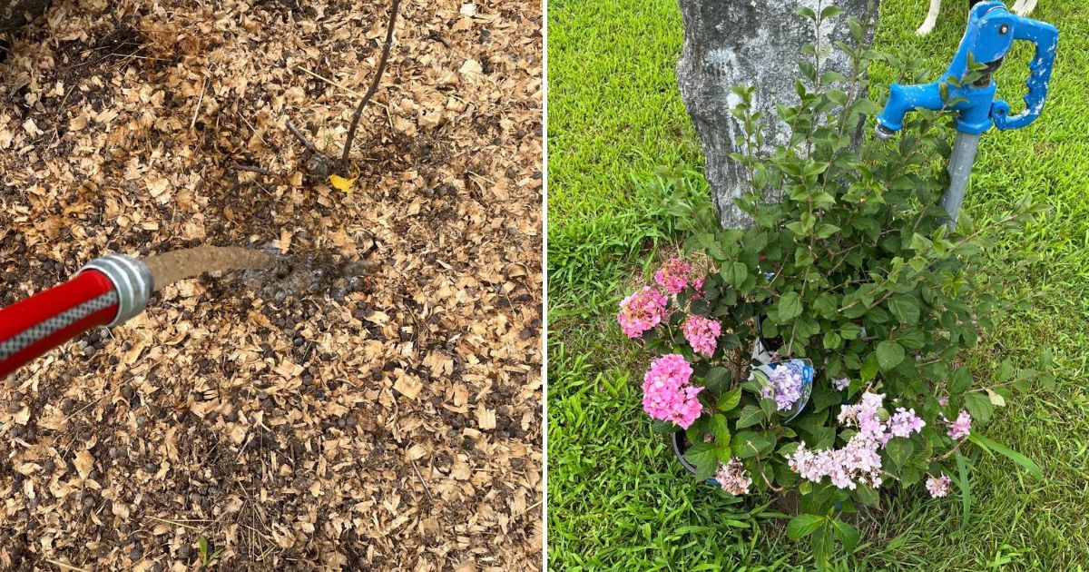 14 Tips for Planting and Dividing Perennials In The Summer - Gardening