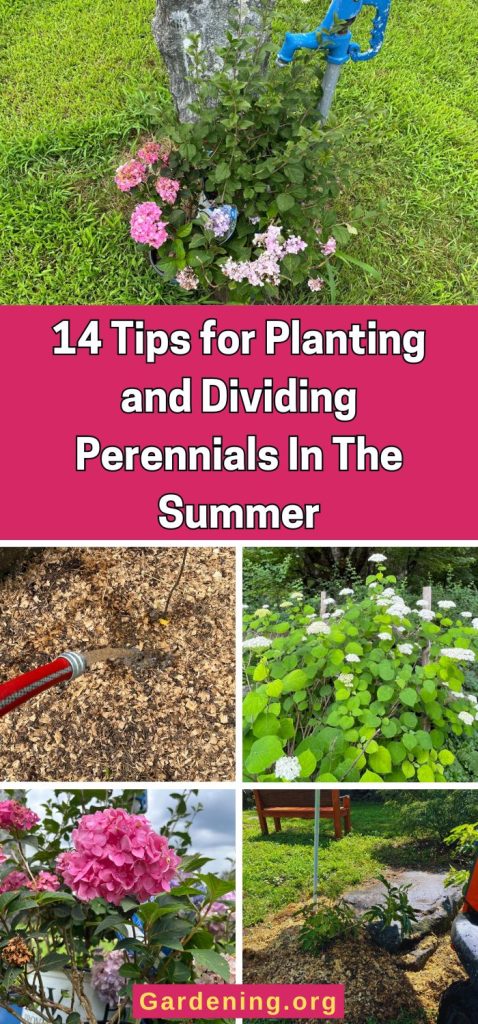 14 Tips for Planting and Dividing Perennials In The Summer pinterest image.