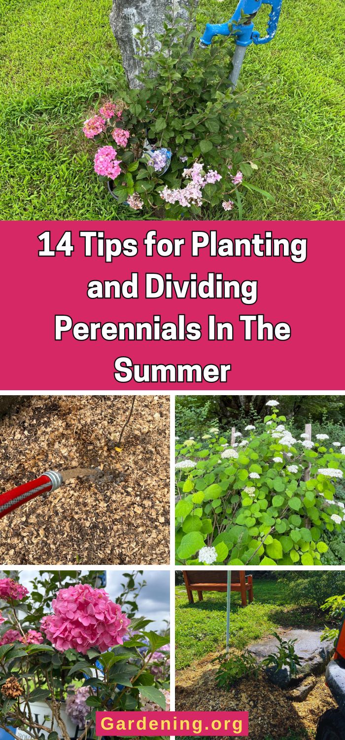 14 Tips for Planting and Dividing Perennials In The Summer - Gardening