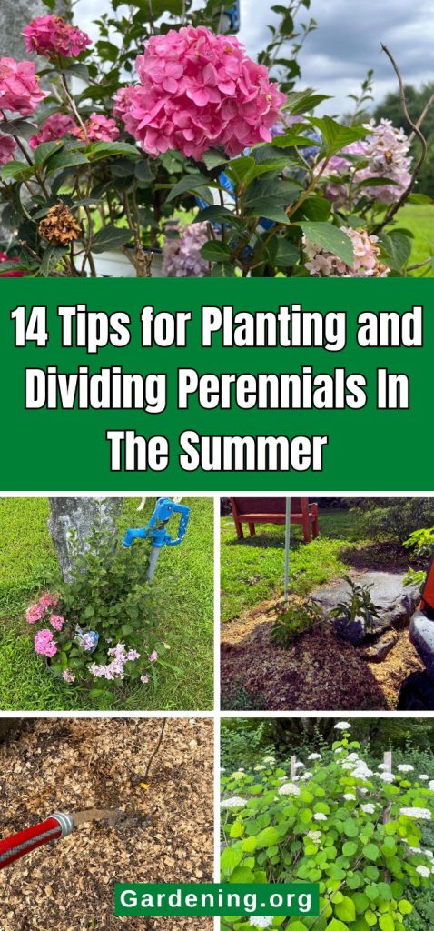 14 Tips for Planting and Dividing Perennials In The Summer pinterest image.