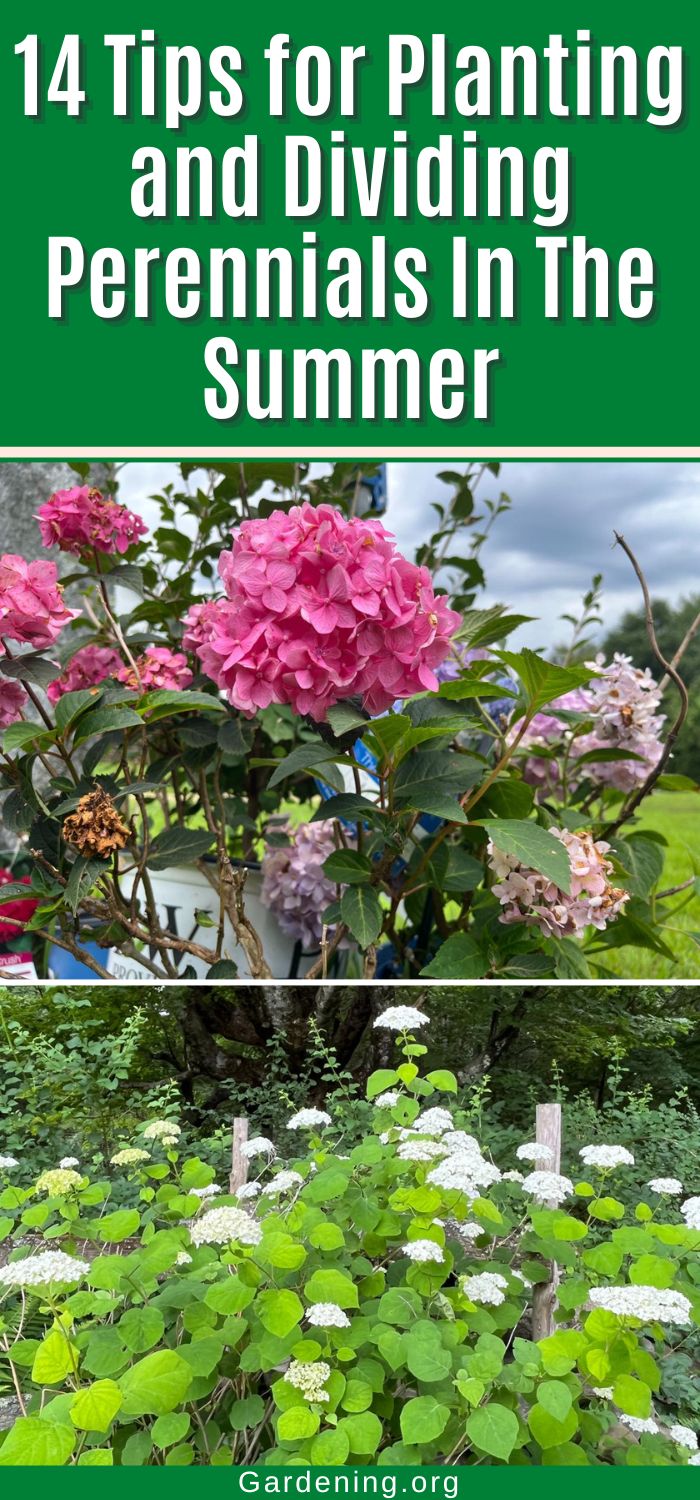 14 Tips for Planting and Dividing Perennials In The Summer - Gardening