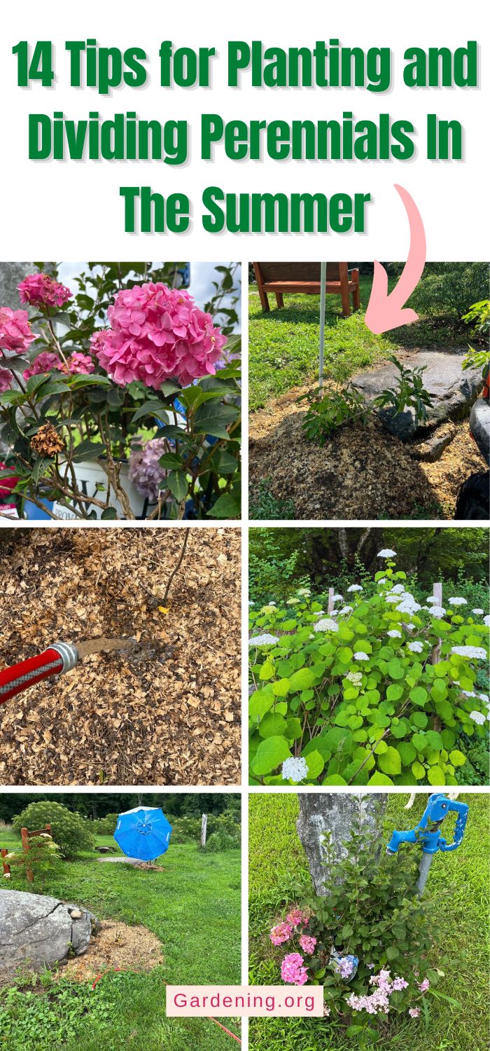 14 Tips for Planting and Dividing Perennials In The Summer - Gardening