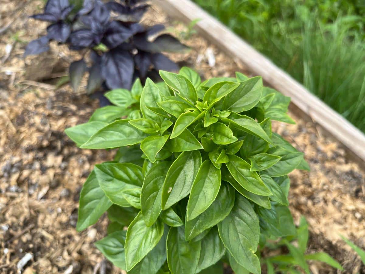 Basil unaffected by insects