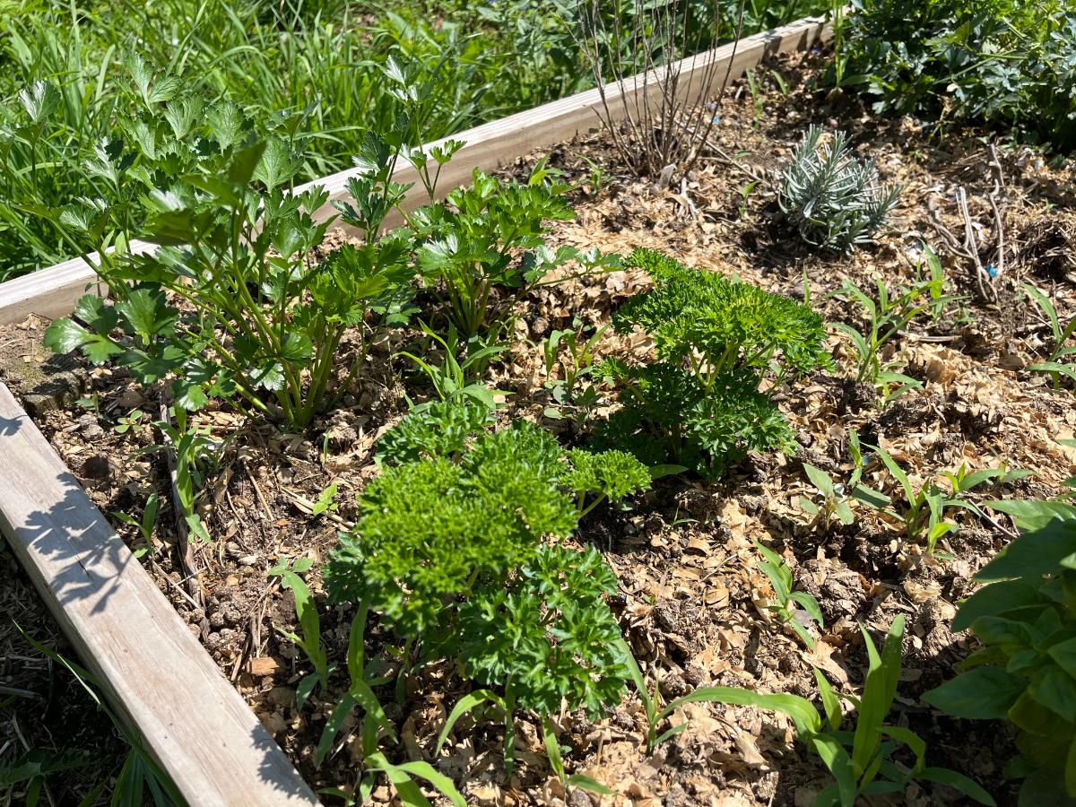 Parsley in a raised bed