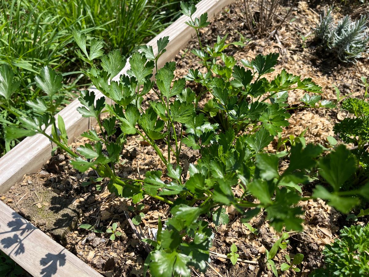 Parsley in a raised bed