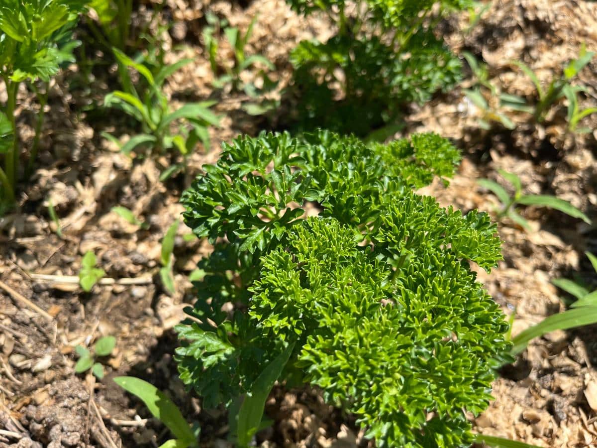 A young parsley plant in the garden