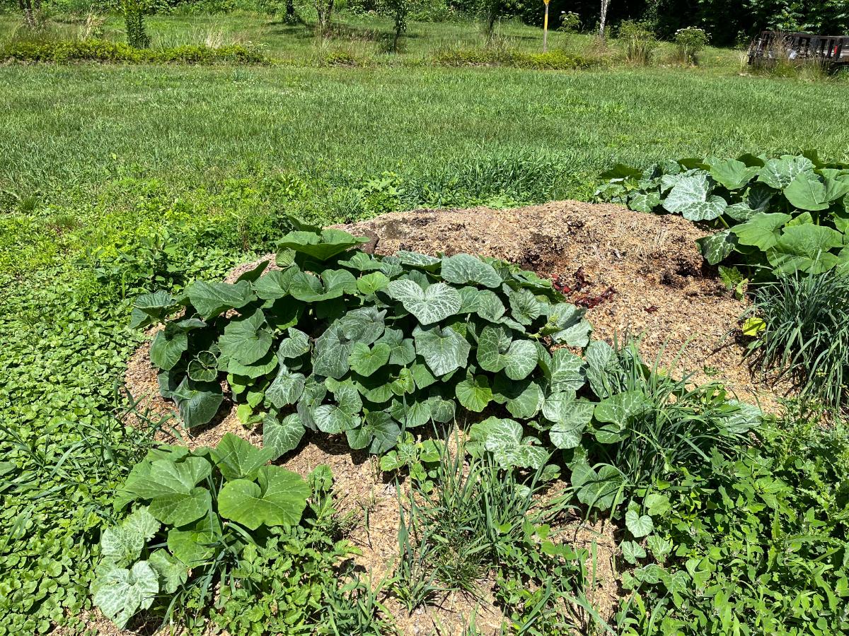 Sacrificial squash and pumpkins left for trap plants