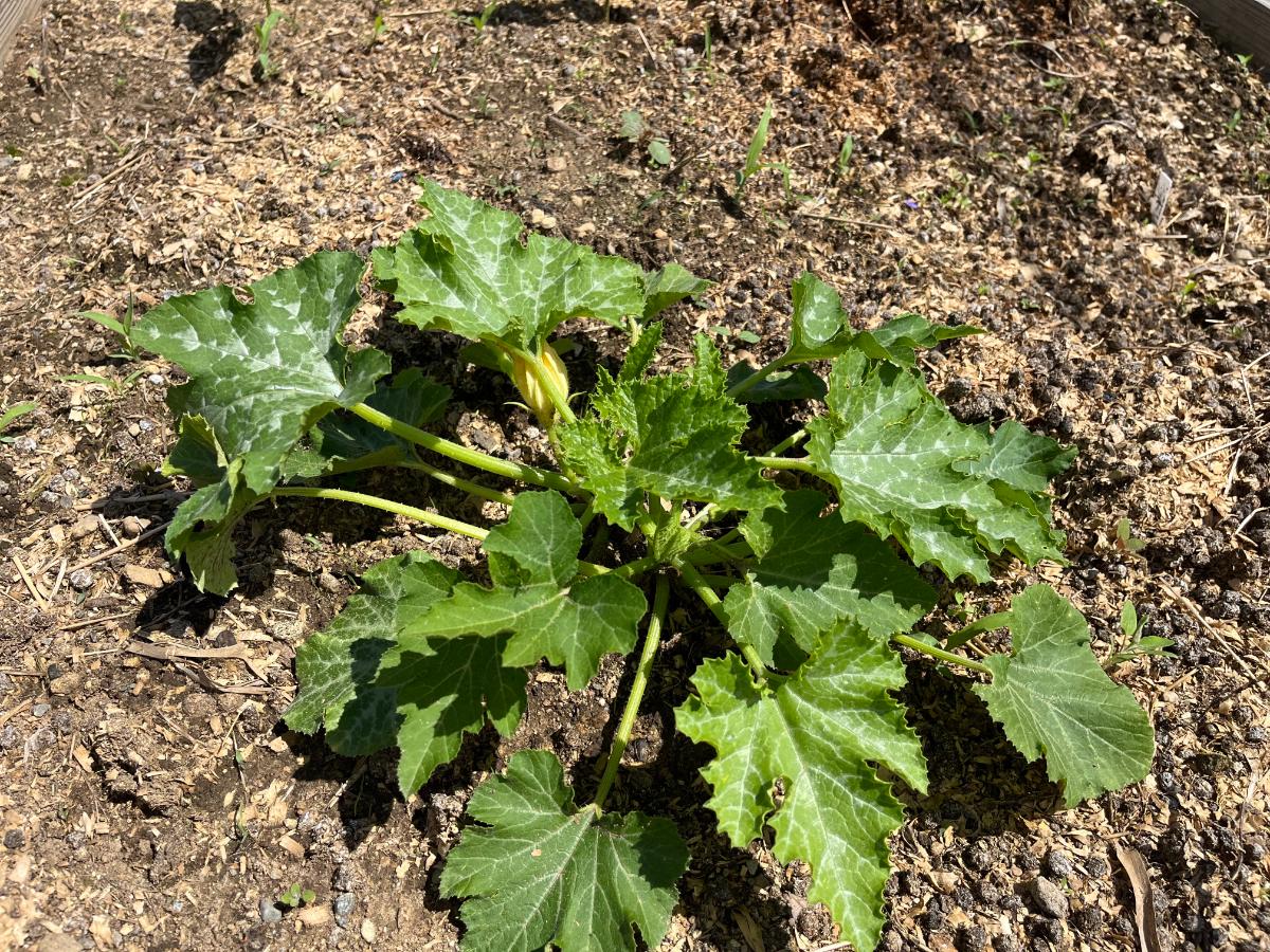 A squash plant protected by other squash trap crops