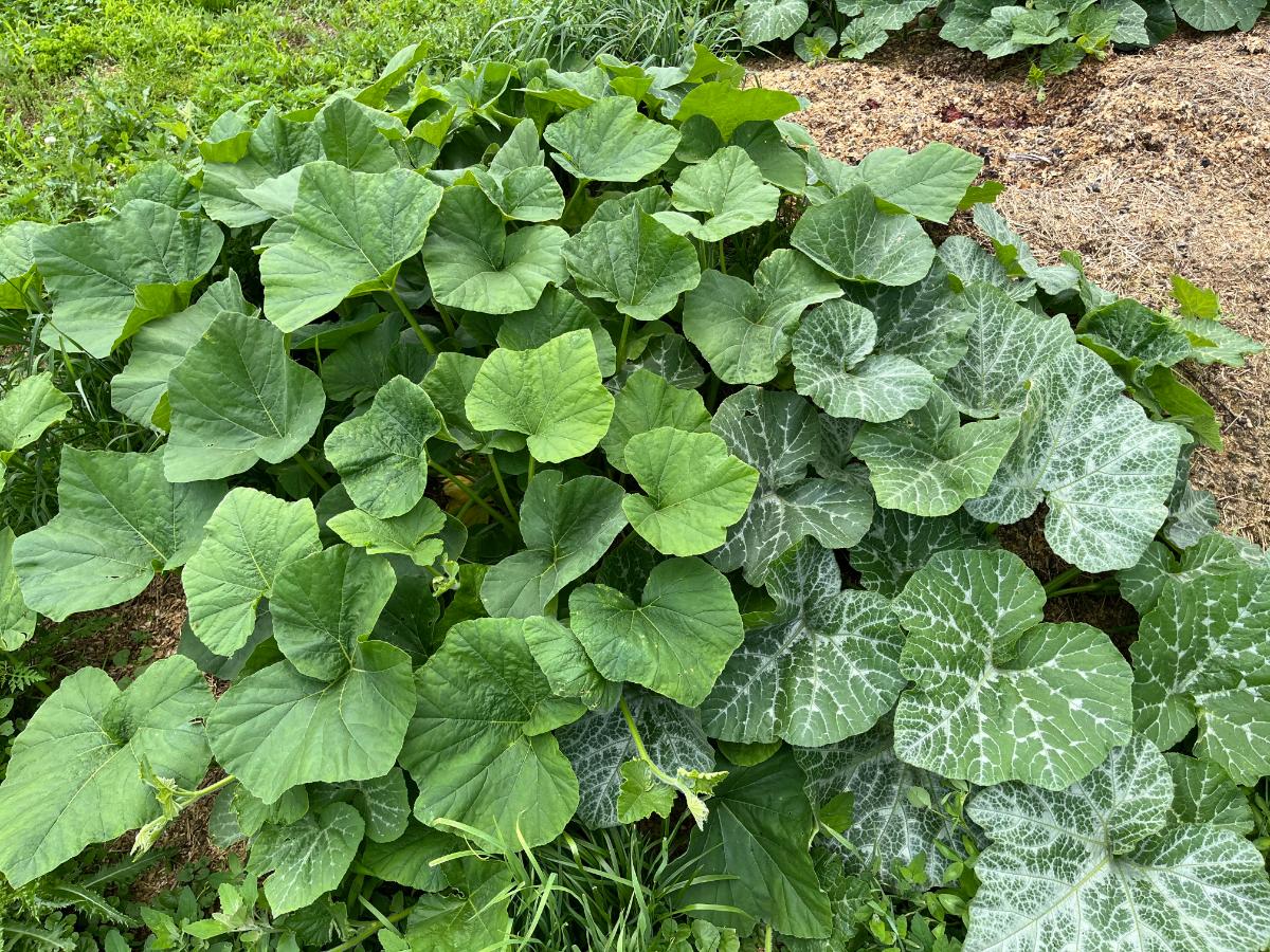 Squash planted as a trap crop