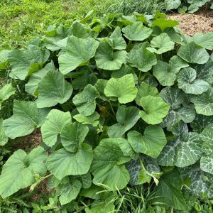Pumpkin squash crops