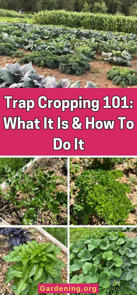 Trap Cropping 101: What It Is & How To Do It pinterest image.