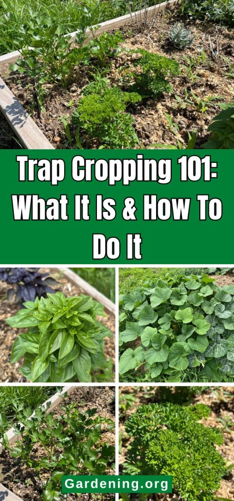 Trap Cropping 101: What It Is & How To Do It pinterest image.