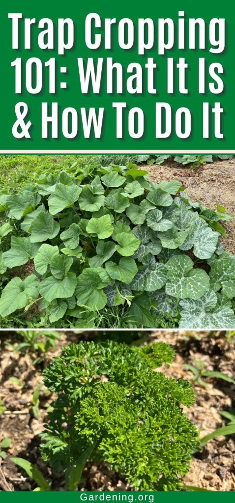 Trap Cropping 101: What It Is & How To Do It pinterest image.