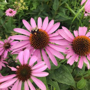 Blooming pink coneflowers.